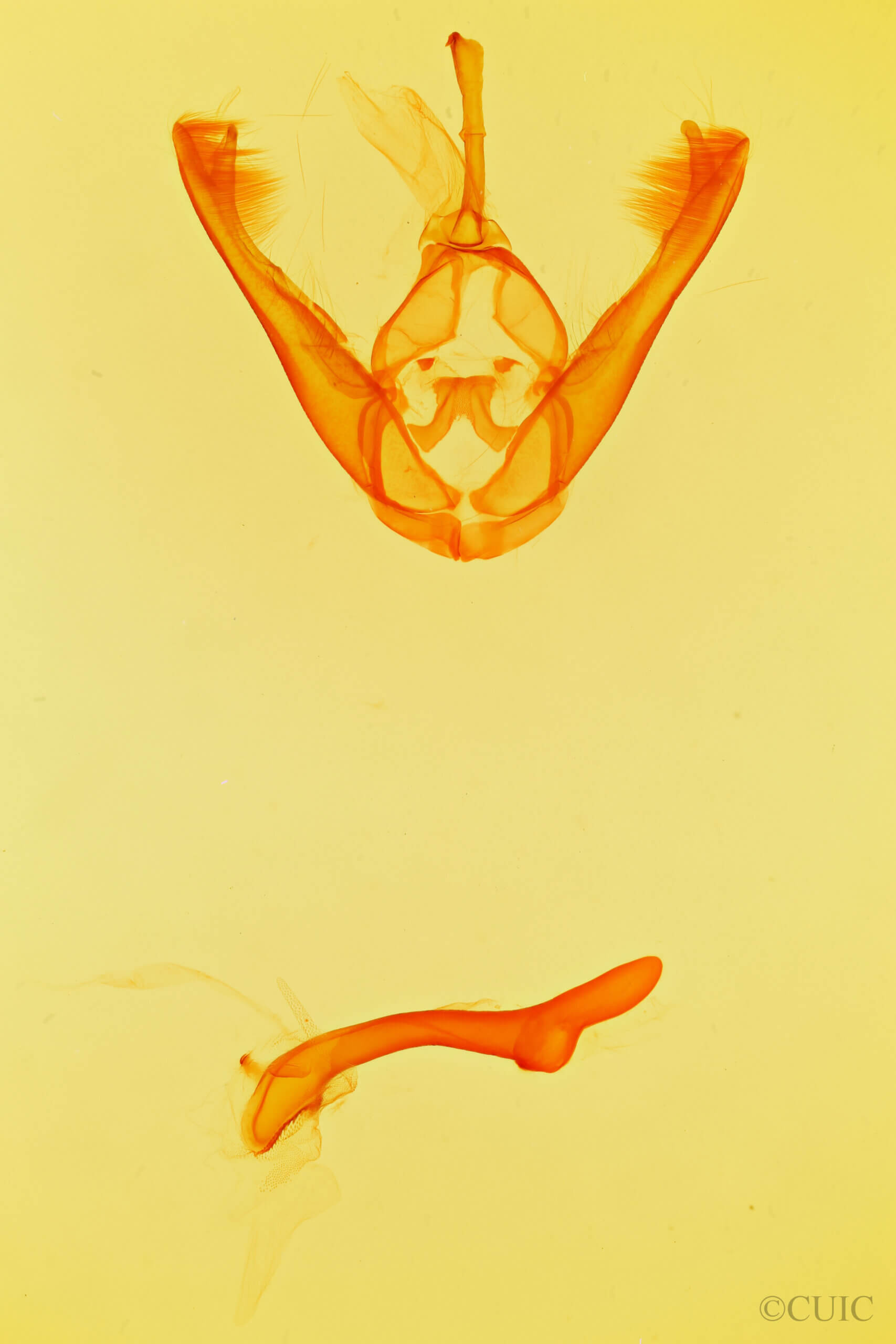 genitalia view of adult Lesmone griseipennis