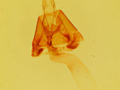genitalia view of adult Lesmone griseipennis