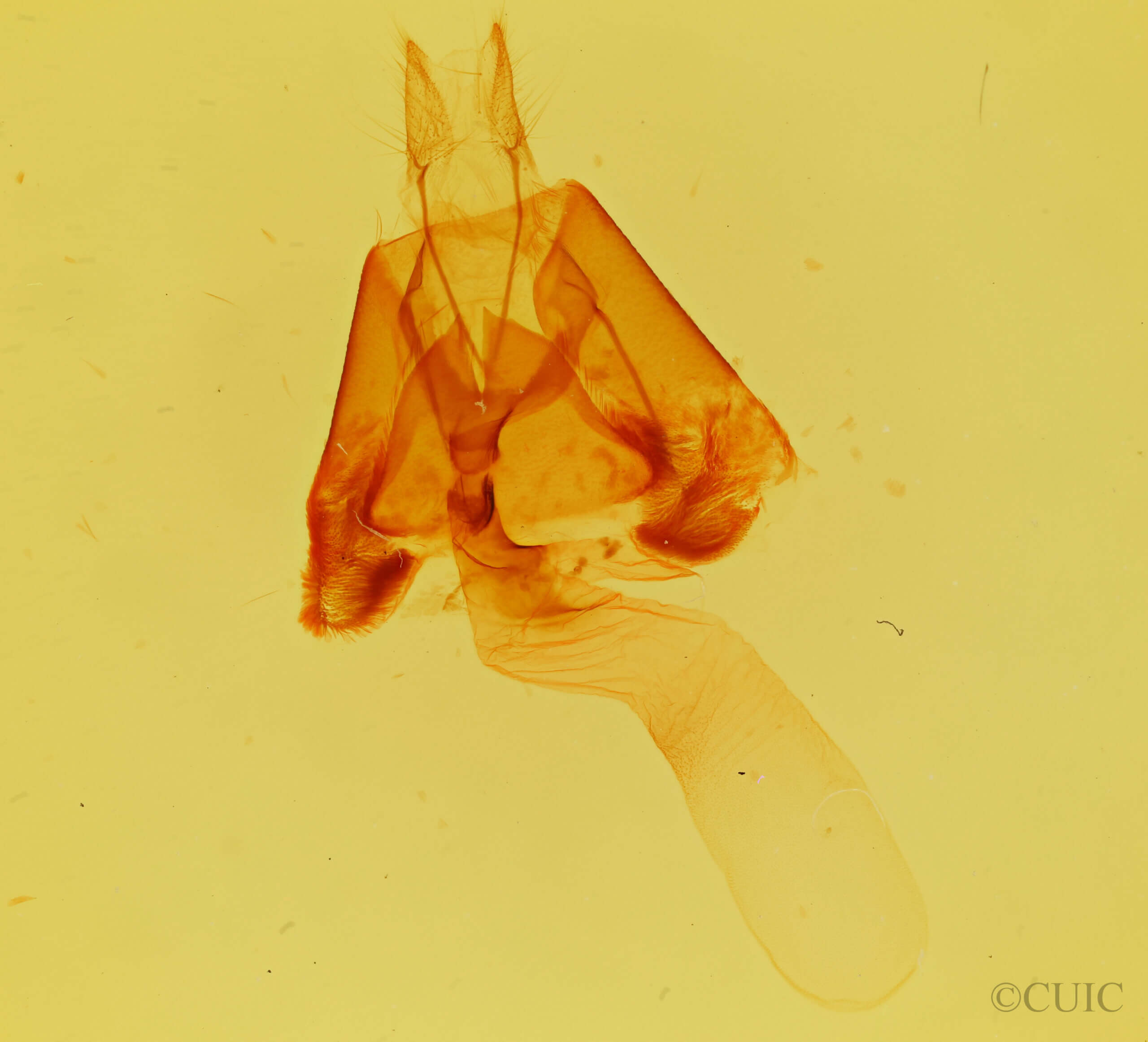 genitalia view of adult Lesmone griseipennis