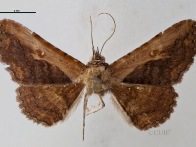 dorsal view of adult Selenisa sueroides