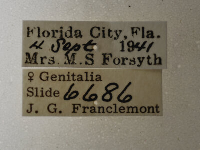 label view of adult Selenisa sueroides