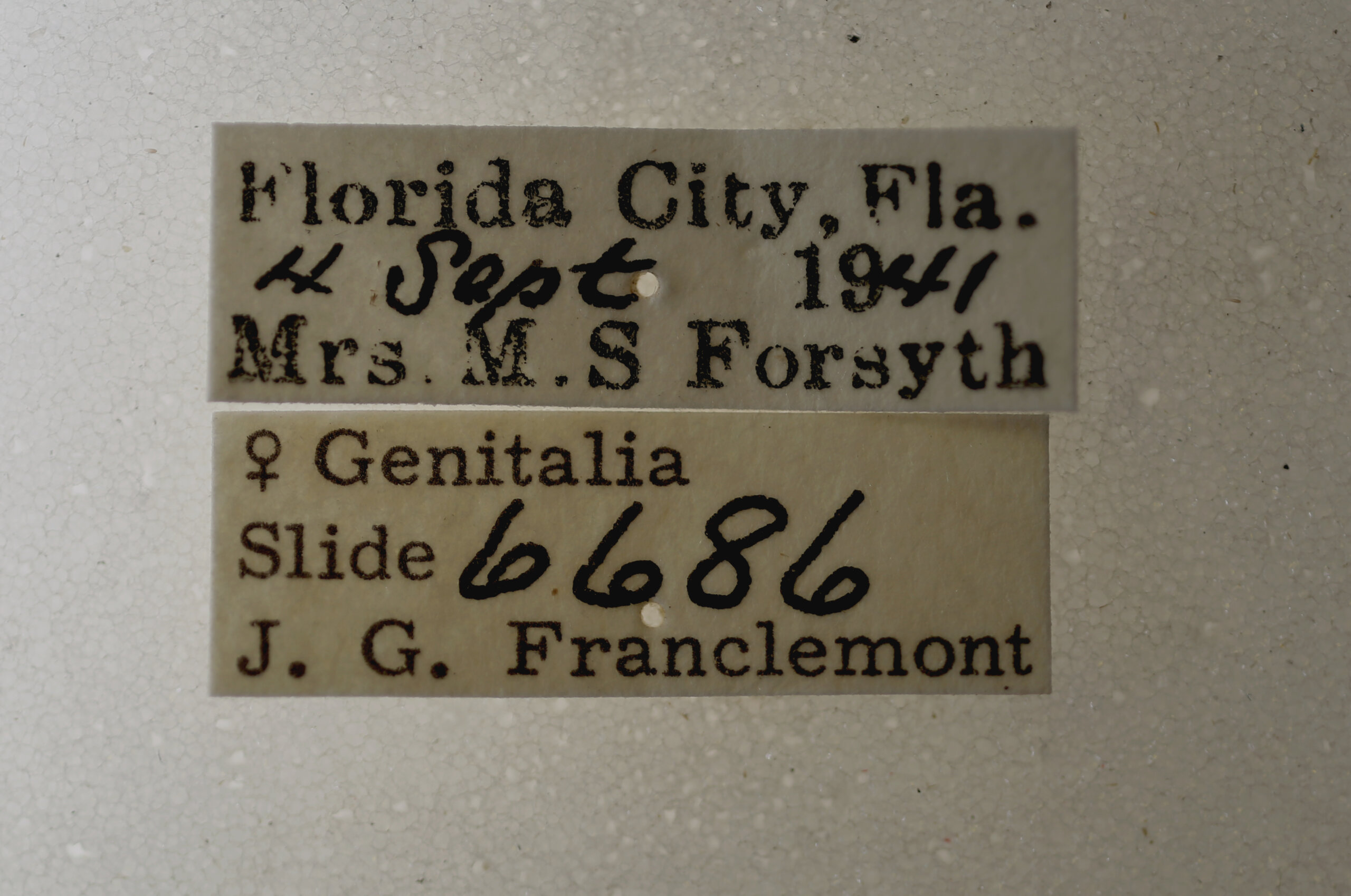 label view of adult Selenisa sueroides