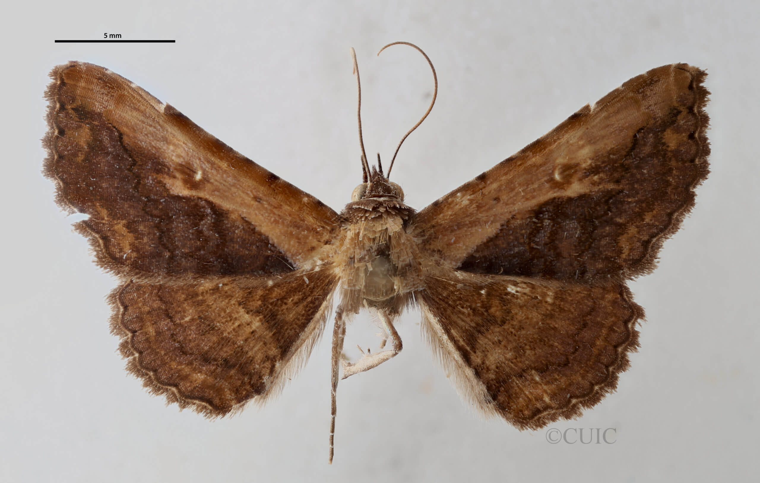 dorsal view of adult Selenisa sueroides