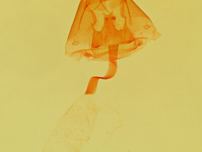 genitalia view of adult Selenisa sueroides