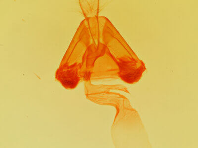 genitalia view of adult Lesmone detrahens