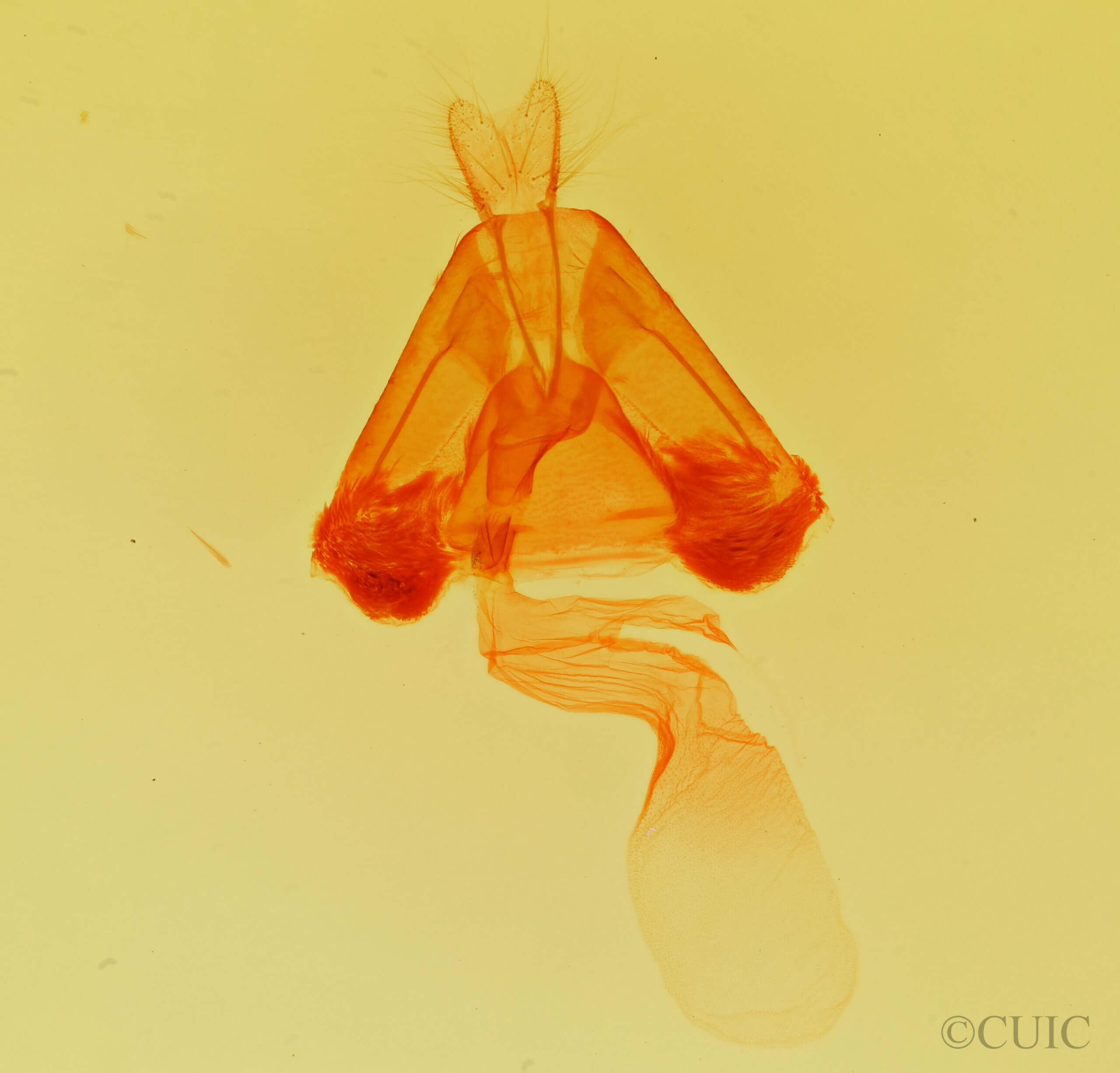 genitalia view of adult Lesmone detrahens