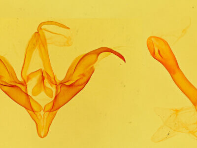 genitalia view of adult Ptichodis bucetum