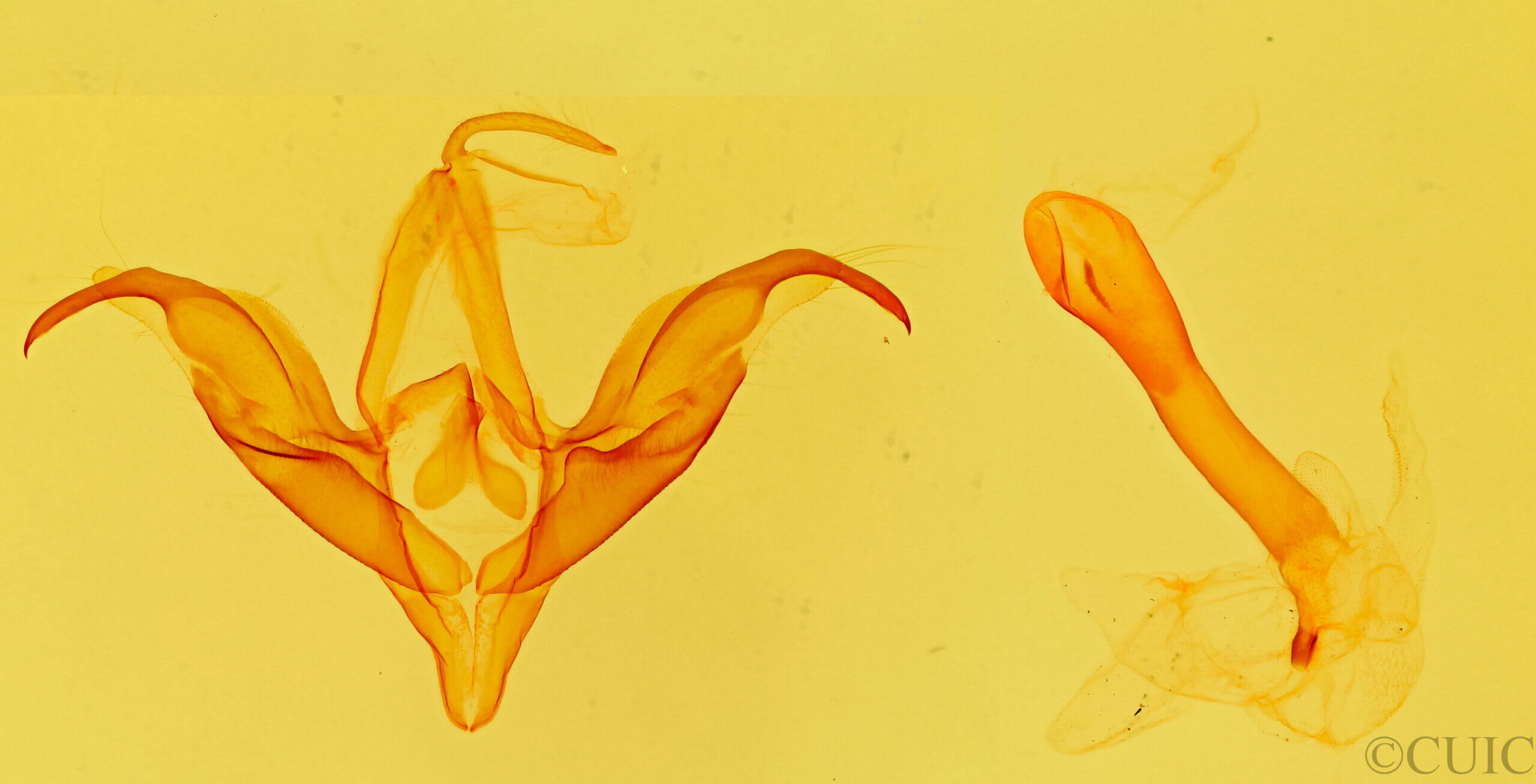 genitalia view of adult Ptichodis bucetum