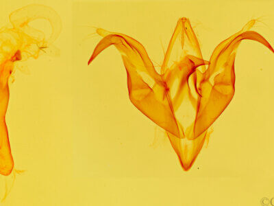 genitalia view of adult Ptichodis ovalis