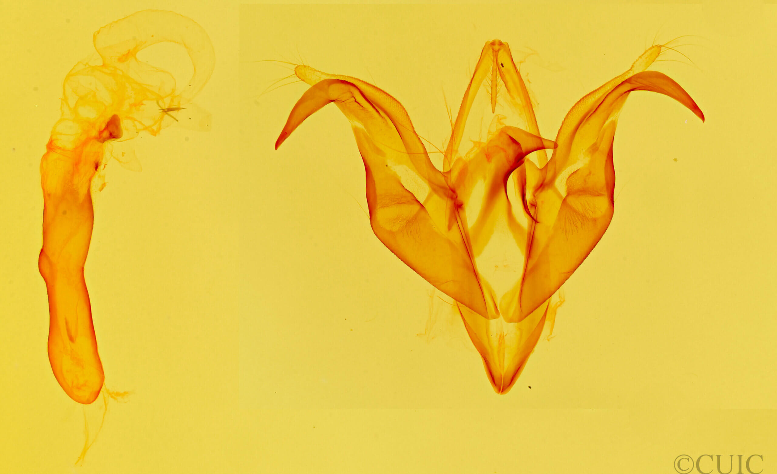 genitalia view of adult Ptichodis ovalis