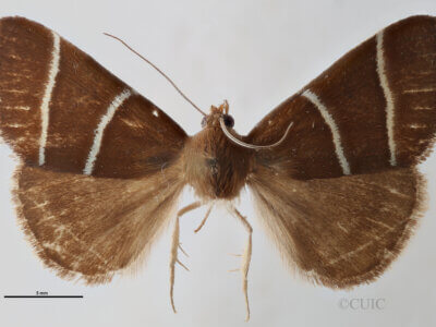 dorsal view of adult Argyrostrotis quadrifilaris