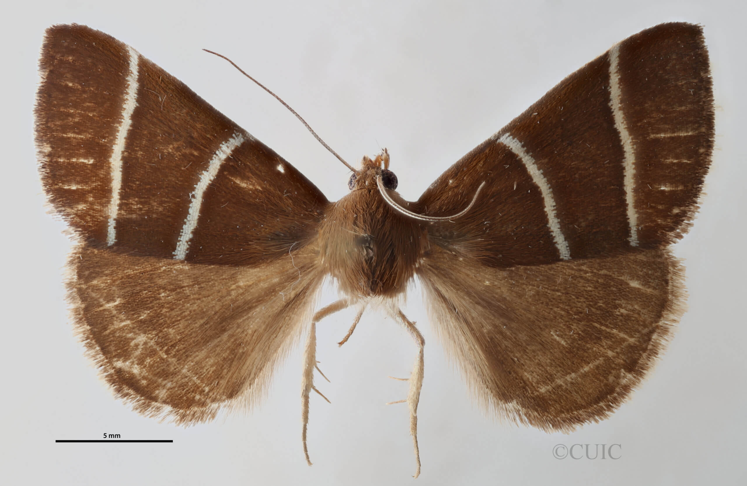 dorsal view of adult Argyrostrotis quadrifilaris