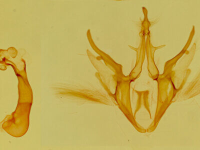 genitalia view of adult Argyrostrotis quadrifilaris