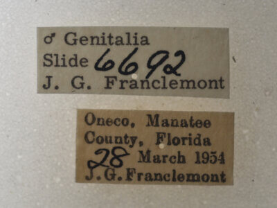 label view of adult Argyrostrotis quadrifilaris