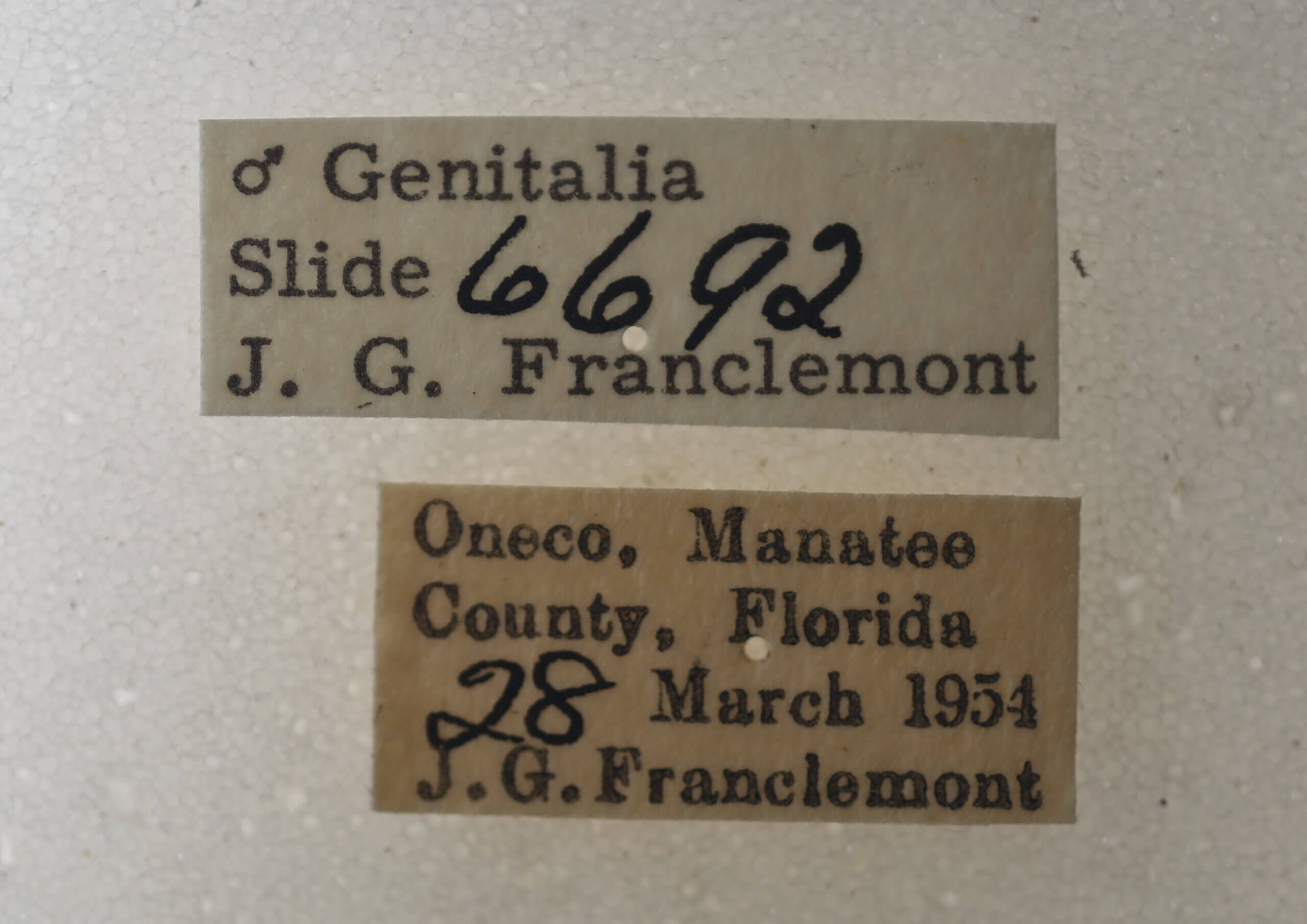 label view of adult Argyrostrotis quadrifilaris