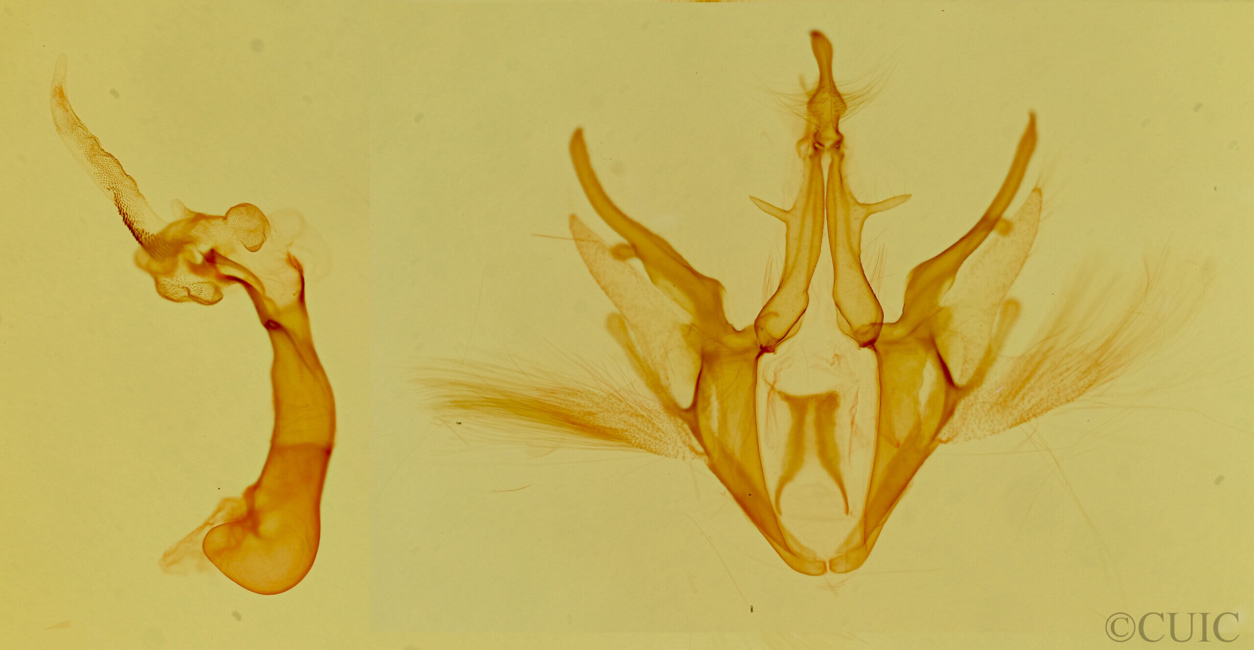 genitalia view of adult Argyrostrotis quadrifilaris