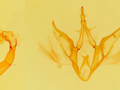 genitalia view of adult Argyrostrotis quadrifilaris