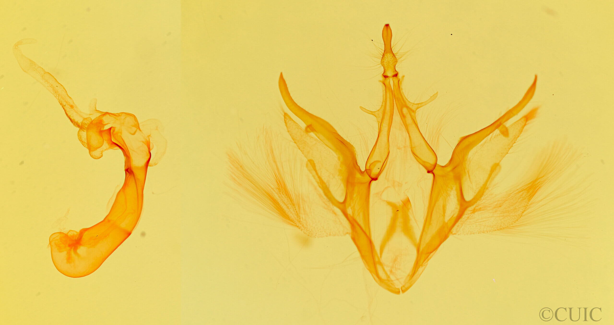 genitalia view of adult Argyrostrotis quadrifilaris