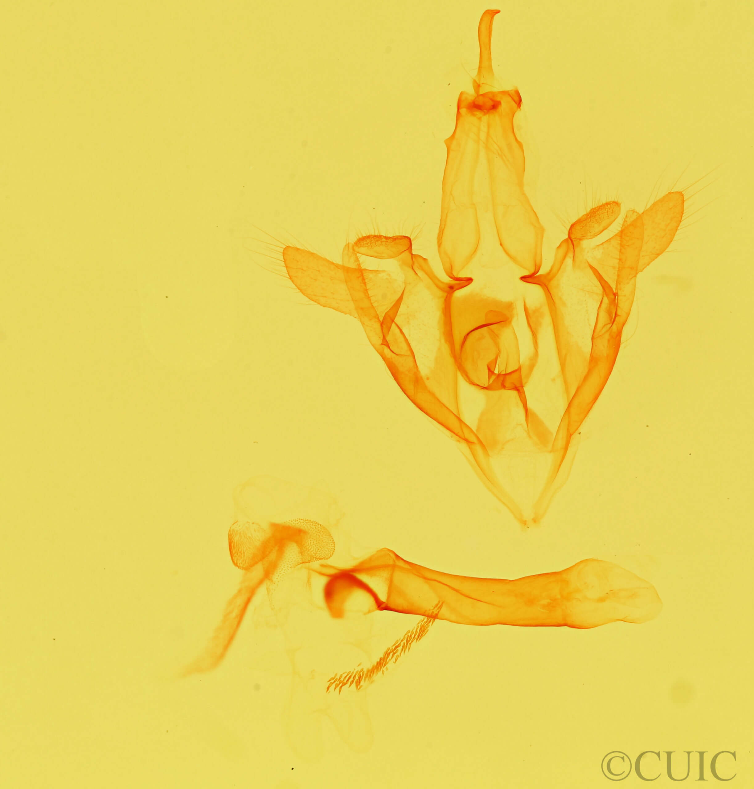 genitalia view of adult Argyrostrotis erasa