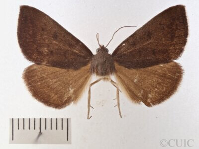 dorsal view of adult Argyrostrotis erasa