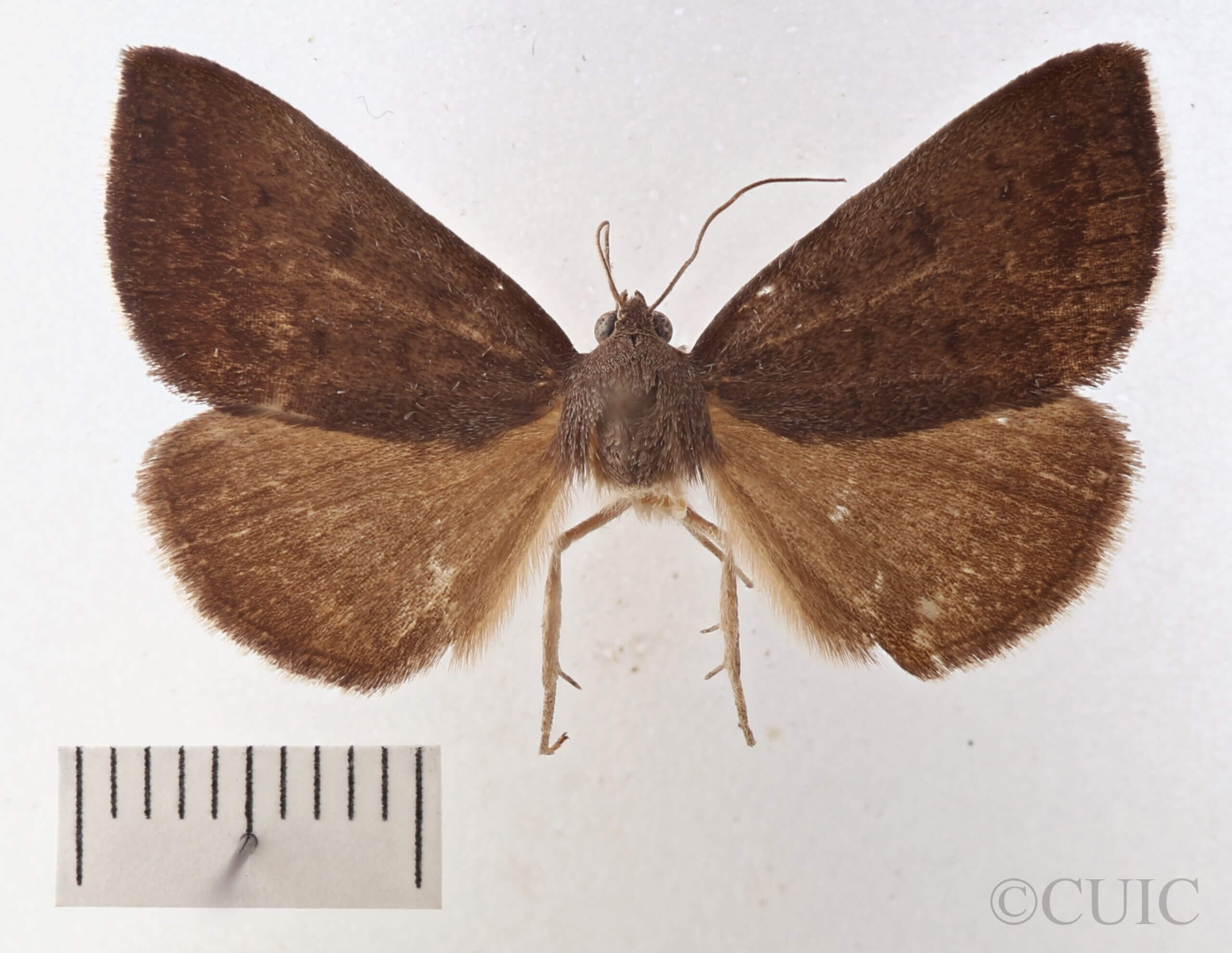 dorsal view of adult Argyrostrotis erasa