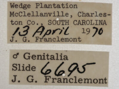 label view of adult Argyrostrotis erasa