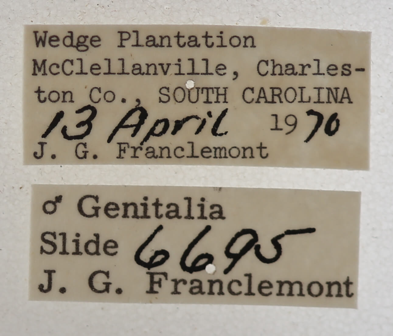 label view of adult Argyrostrotis erasa