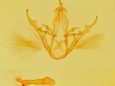 genitalia view of adult Argyrostrotis flavistriaria