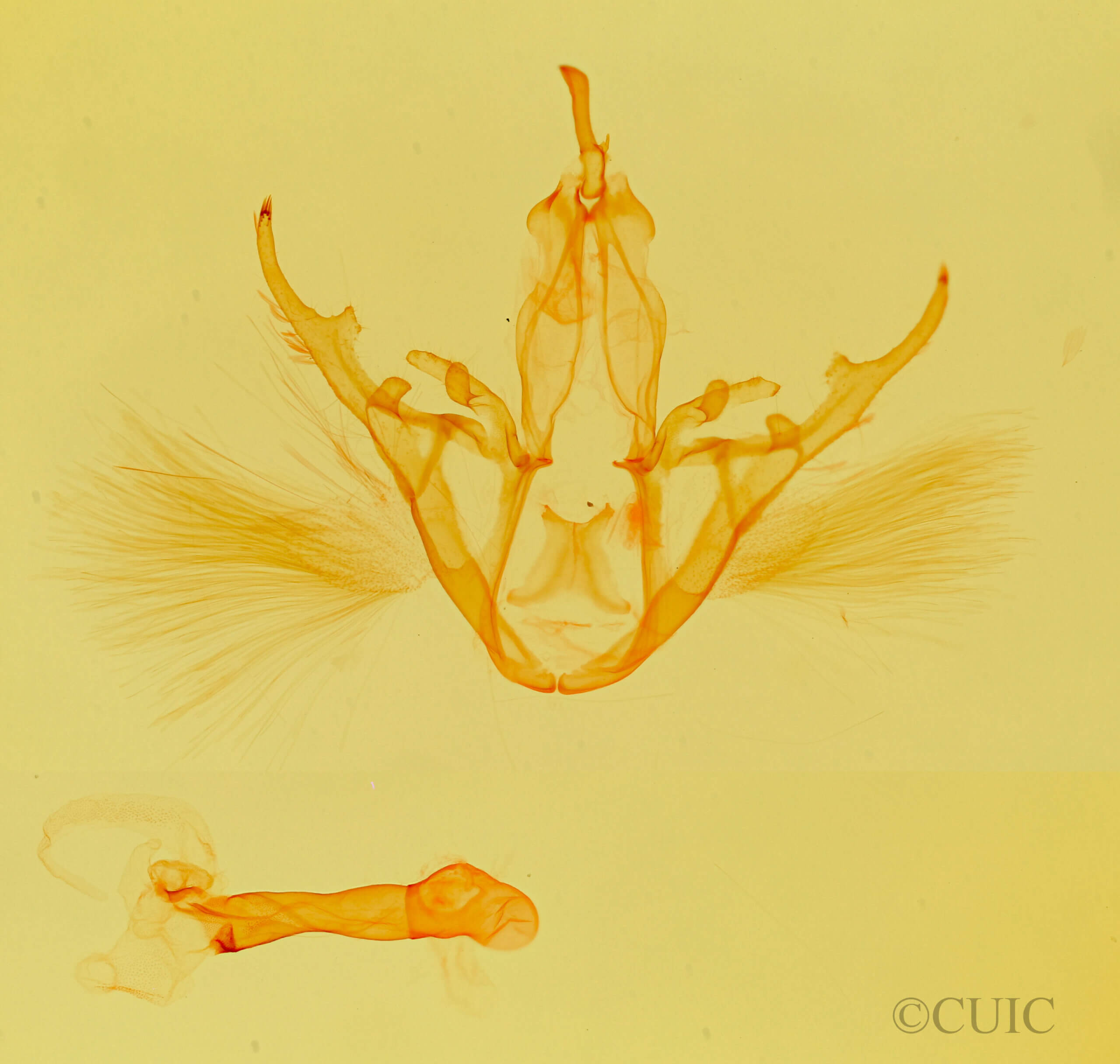 genitalia view of adult Argyrostrotis flavistriaria
