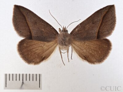 dorsal view of adult Argyrostrotis flavistriaria