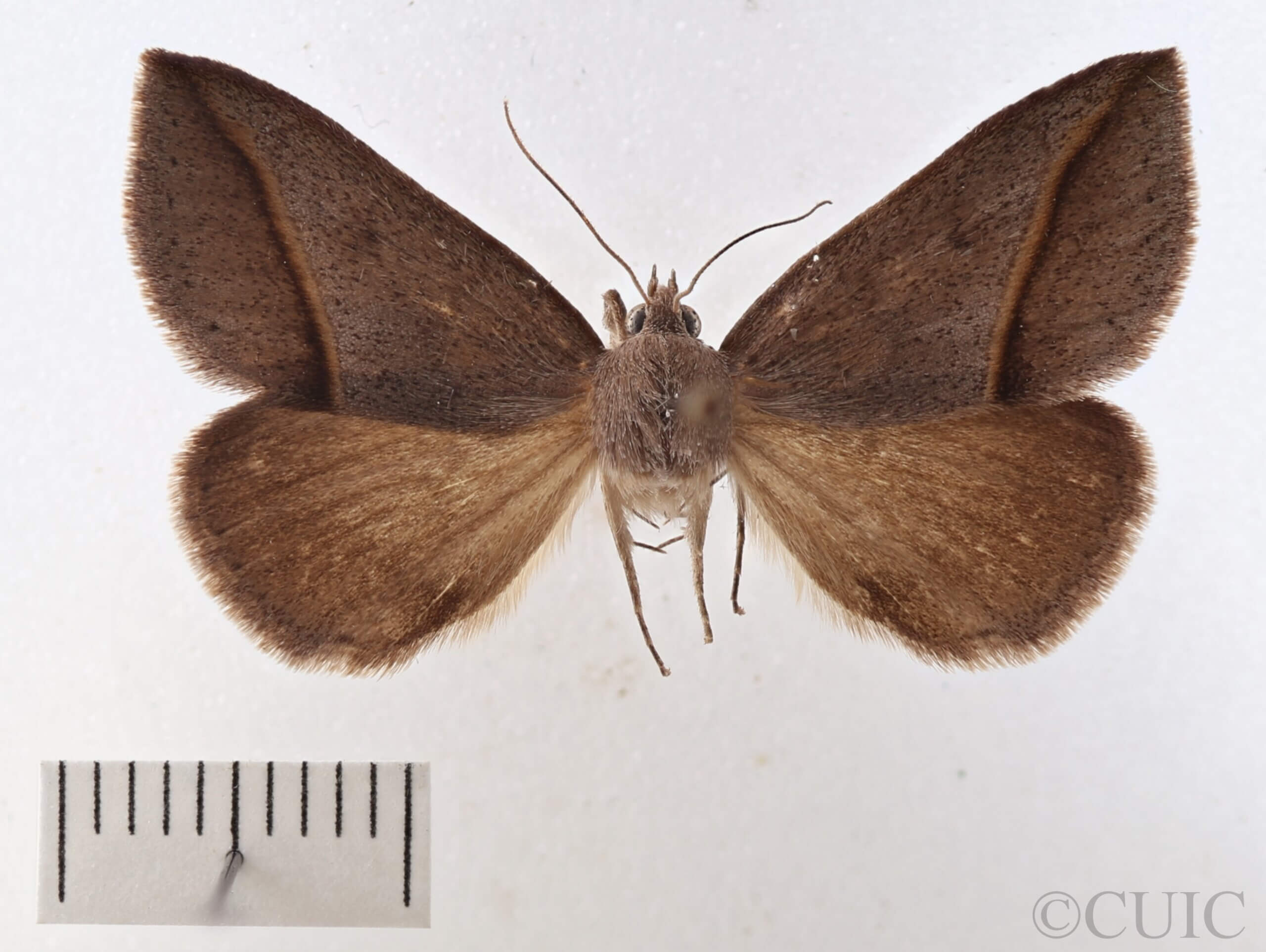 dorsal view of adult Argyrostrotis flavistriaria