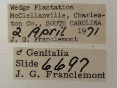 label view of adult Argyrostrotis flavistriaria