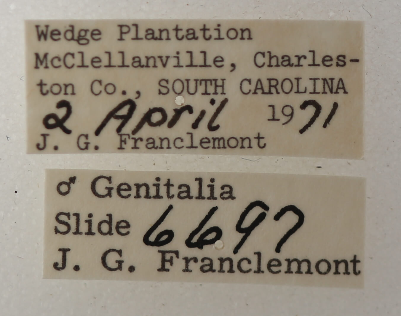 label view of adult Argyrostrotis flavistriaria