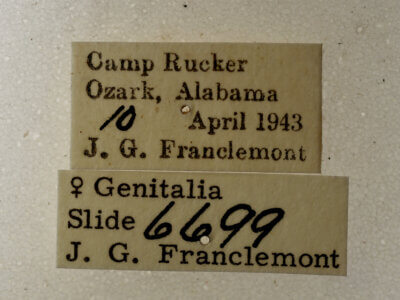 label view of adult Argyrostrotis deleta