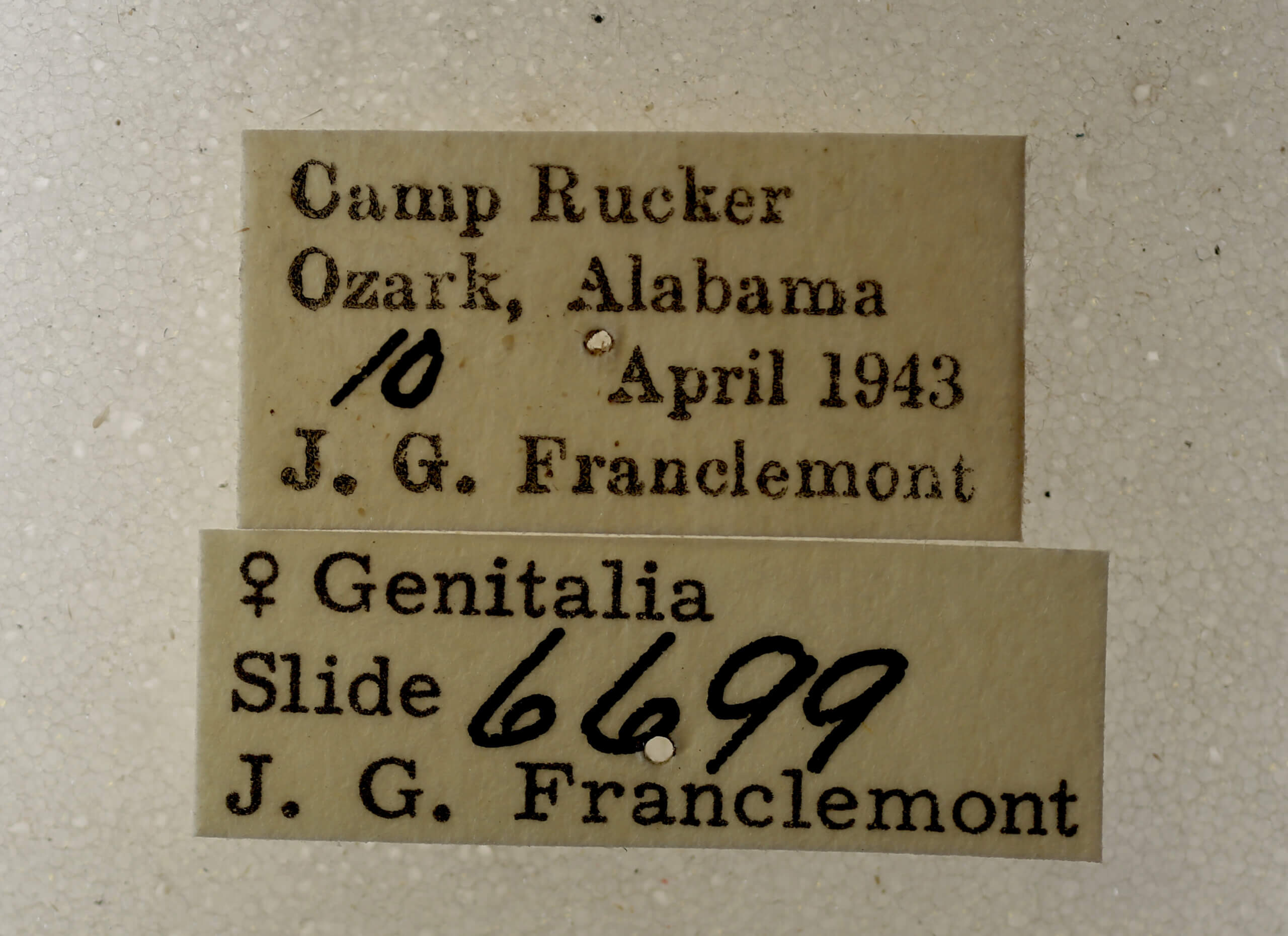 label view of adult Argyrostrotis deleta