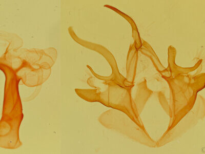genitalia view of adult Argyrostrotis anilis