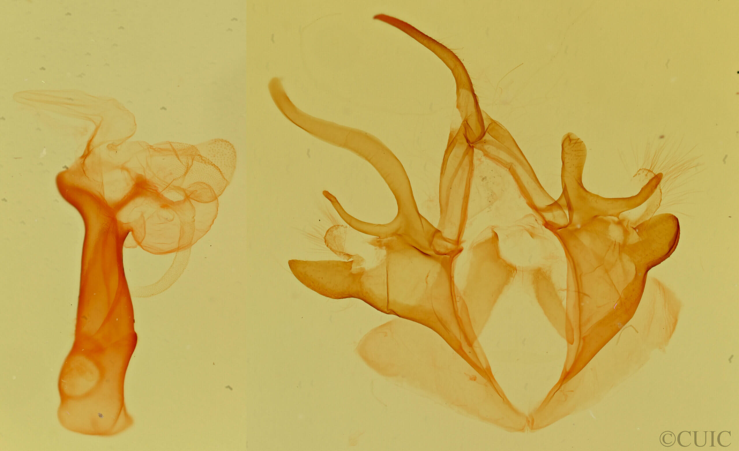 genitalia view of adult Argyrostrotis anilis
