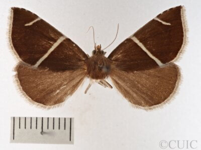 dorsal view of adult Argyrostrotis anilis