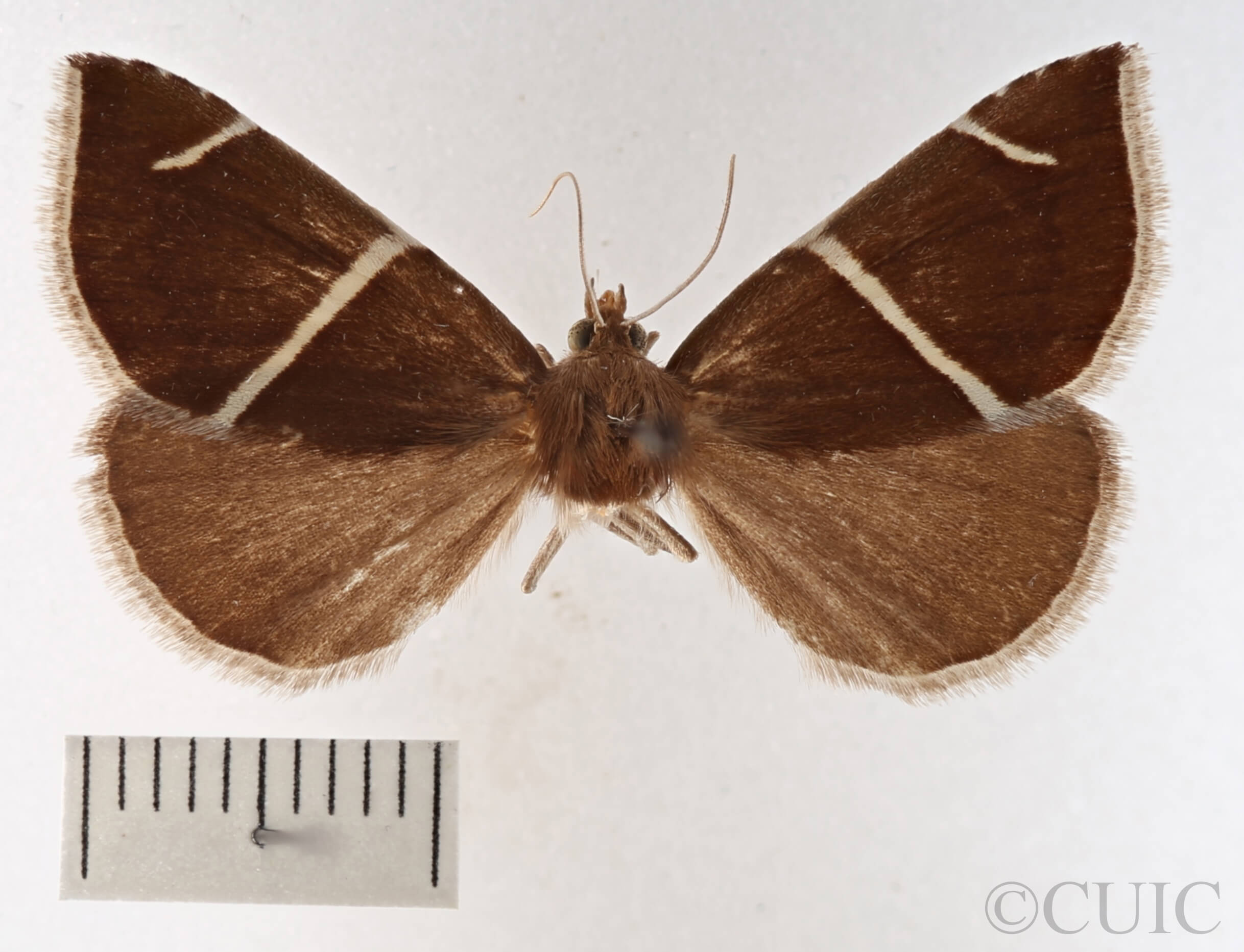 dorsal view of adult Argyrostrotis anilis