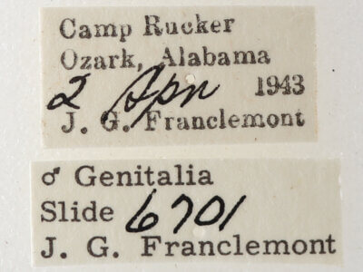 label view of adult Argyrostrotis anilis