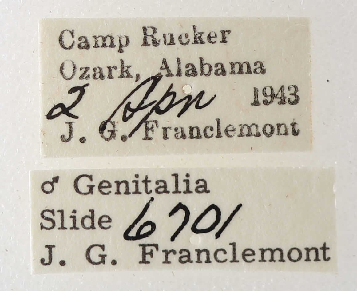 label view of adult Argyrostrotis anilis