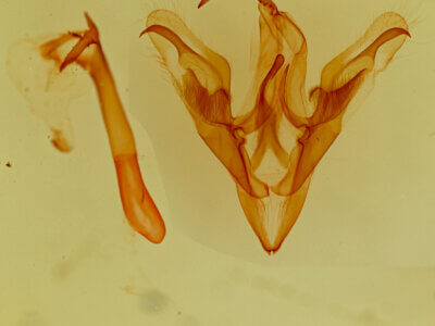 genitalia view of adult Ptichodis vinculum