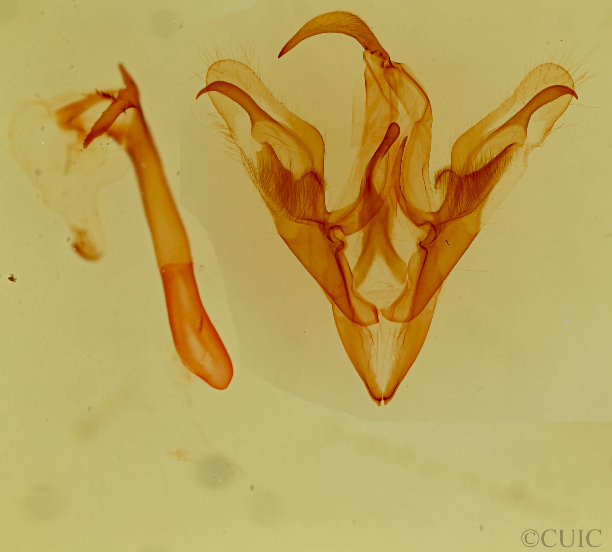 genitalia view of adult Ptichodis vinculum