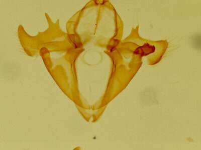 genitalia view of adult Focillidia texana