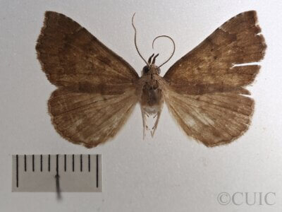 dorsal view of adult Focillidia texana