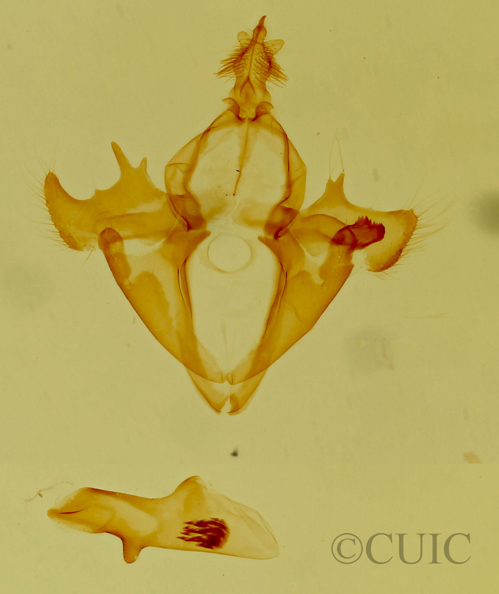 genitalia view of adult Focillidia texana