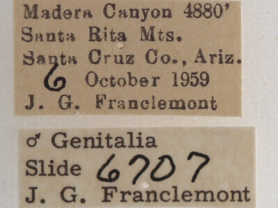 label view of adult Focillidia texana