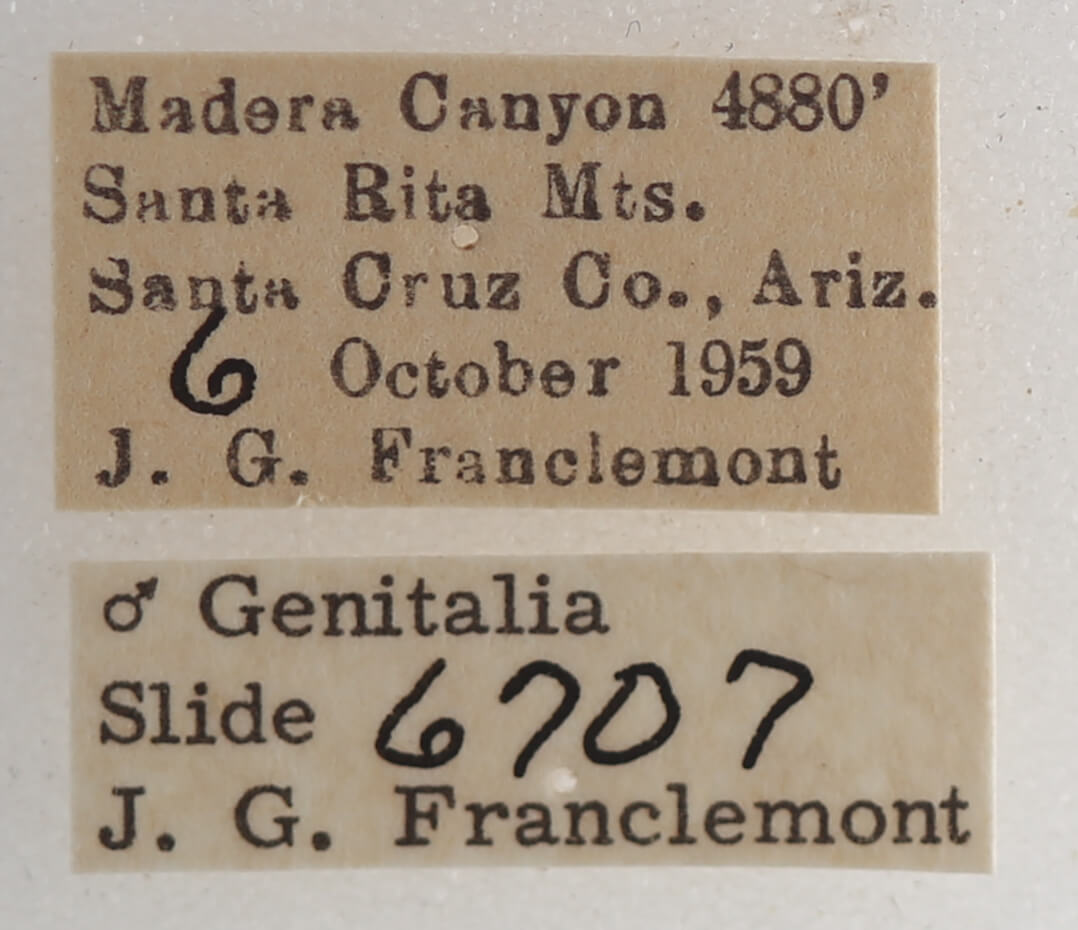 label view of adult Focillidia texana