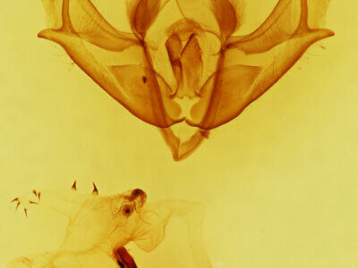 genitalia view of adult Acronicta impressa