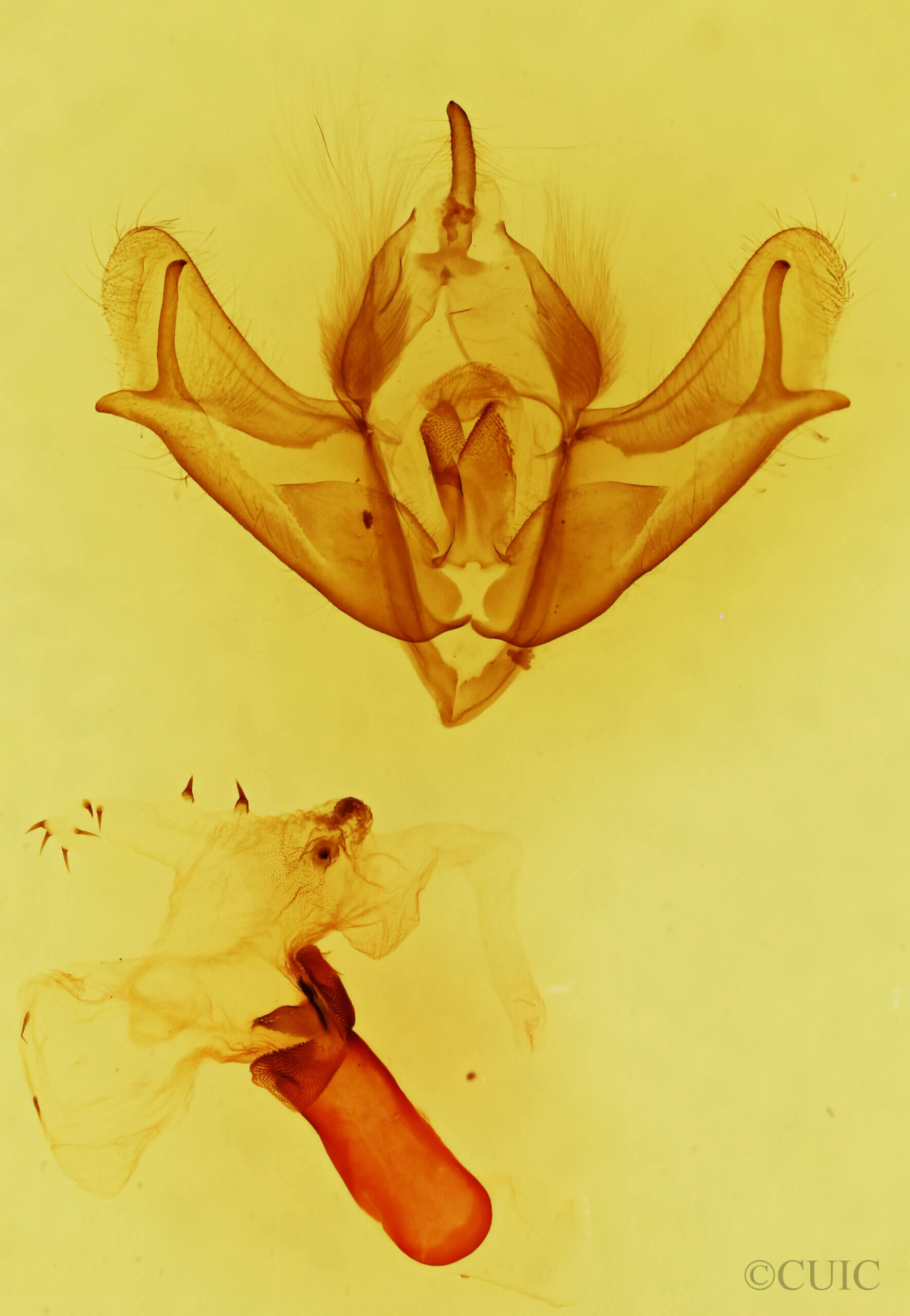 genitalia view of adult Acronicta impressa